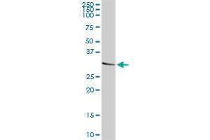 CD48 MaxPab rabbit polyclonal antibody.