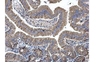 IHC-P Image EEF1B2 antibody [N1C3] detects EEF1B2 protein at cytoplasm on mouse duodenum by immunohistochemical analysis. (EEF1B2 anticorps)
