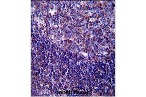 CD5 Antibody (Center) (ABIN657456 and ABIN2846483) immunohistochemistry analysis in formalin fixed and paraffin embedded human tonsil tissue followed by peroxidase conjugation of the secondary antibody and DAB staining. (CD5 anticorps  (AA 203-232))