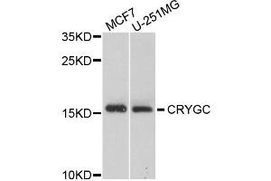 Western blot analysis of extracts of MCF7 and U251MG cells, using CRYGC antibody. (CRYGC anticorps)