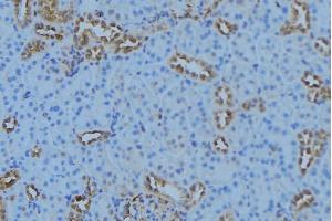 ABIN6279153 at 1/100 staining Mouse kidney tissue by IHC-P. (ATP5G1 anticorps  (Internal Region))