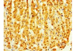 Immunohistochemistry of paraffin-embedded human adrenal gland tissue using ABIN7149619 at dilution of 1:100