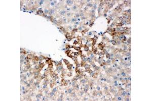 IHC-P: FMO4 antibody testing of rat liver tissue (FMO4 anticorps  (N-Term))