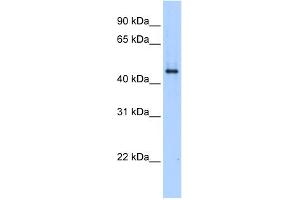 WB Suggested Anti-SERPINE1 Antibody Titration:  0. (PAI1 anticorps  (N-Term))