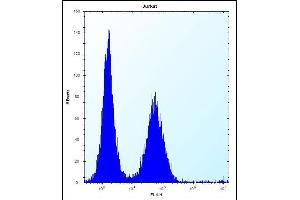 KCTD10 Antibody (C-term) (ABIN657313 and ABIN2846392) flow cytometric analysis of Jurkat cells (right histogram) compared to a negative control cell (left histogram). (KCTD10 anticorps  (C-Term))