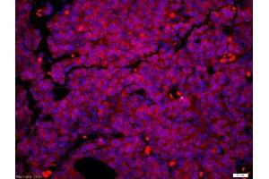 Mouse embryo tissue fixed in 4% PFA and paraffin embedded Citrate buffer (0.