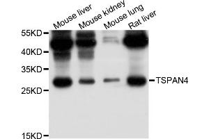 Western blot analysis of extracts of various cell lines, using TSPAN4 antibody (ABIN5999116) at 1/1000 dilution. (TSPAN4 anticorps)