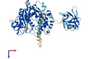 AlphaFold protein structure predicition of Mouse Recombinant Galnt16 Protein, UniprotID Q9JJ61