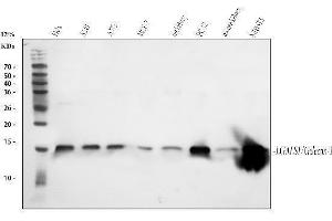 Western blot analysis of Galectin 1 using anti-Galectin 1 antibody (ABIN5518716). (LGALS1/Galectin 1 anticorps  (AA 2-135))