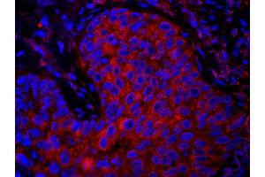 Immunofluorescence (IF) image for anti-Eukaryotic Translation Elongation Factor 1 gamma (EEF1G) (AA 200-250) antibody (ABIN7448955) (EEF1G anticorps  (AA 200-250))