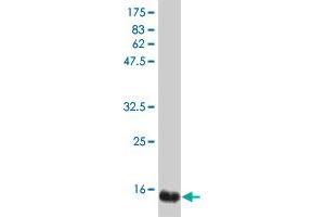 Western Blot detection against Immunogen (19. (IFNA2 anticorps  (AA 24-188))