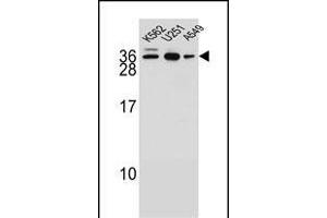 N1 Antibody (N-term) (ABIN654855 and ABIN2844518) western blot analysis in K562,,A549 cell line lysates (35 μg/lane).