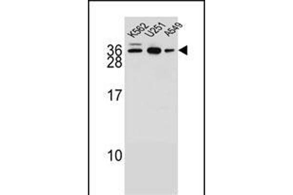 AMN1 anticorps  (N-Term)