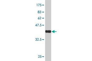 Western Blot detection against Immunogen (36.