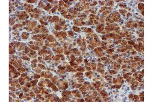 Image no. 3 for anti-Myeloid Leukemia Factor 1 (MLF1) antibody (ABIN1499495) (MLF1 anticorps)