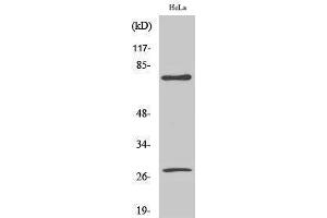 Western Blotting (WB) image for anti-Lamin A/C (LMNA) (Asp230), (cleaved) antibody (ABIN3179349) (Lamin A/C anticorps  (Asp230, cleaved))
