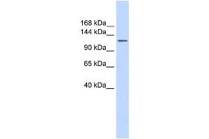 Western Blotting (WB) image for anti-Solute Carrier Family 24 (Sodium/potassium/calcium Exchanger), Member 1 (SLC24A1) antibody (ABIN2458787) (SLC24A1 anticorps)