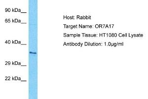 Host: Rabbit Target Name: OR7A17 Sample Type: HT1080 Whole Cell lysates Antibody Dilution: 1. (OR7A17 anticorps  (C-Term))