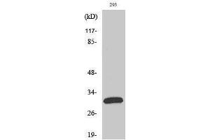 Western Blotting (WB) image for anti-Fas Ligand (TNF Superfamily, Member 6) (FASL) (Internal Region) antibody (ABIN3184595) (FASL anticorps  (Internal Region))