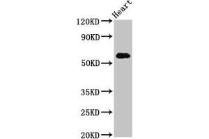 Western Blot Positive WB detected in: Rat heart tissue All lanes: SLC11A1 antibody at 5 μg/mL Secondary Goat polyclonal to rabbit IgG at 1/50000 dilution Predicted band size: 60, 48 kDa Observed band size: 60 kDa (SLC11A1 anticorps  (AA 1-58))