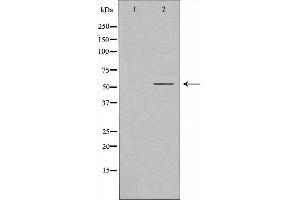 Western blot analysis of extracts from HuvEc cells, using RORG antibody.