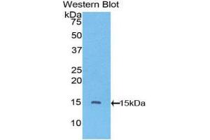 Western Blotting (WB) image for anti-Vascular Endothelial Growth Factor C (VEGFC) (AA 108-223) antibody (ABIN3201334) (VEGFC anticorps  (AA 108-223))