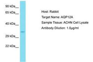 Image no. 1 for anti-Aquaporin 12A (AQP12A) (C-Term) antibody (ABIN6750802) (Aquaporin 12A anticorps  (C-Term))
