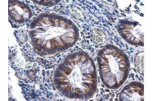 IHC-P Image KAO antibody [N1N2], N-term detects KAO protein at cytoplasm in human human colon by immunohistochemical analysis.