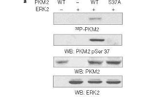 Western blot analysis of in vitro kinase assays carried out with puried active ERK2, wild-type (WT) PKM2 and PKM2 S37A mutant using PKM2(phospho-Ser37)Antibody. (PKM anticorps  (pSer37))