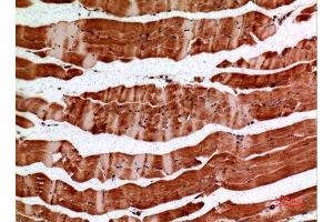 Immunohistochemistry (IHC) analysis of paraffin-embedded Mouse Muscle, antibody was diluted at 1:100.