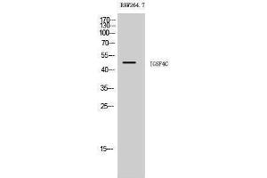 Western Blotting (WB) image for anti-Cell Adhesion Molecule 4 (CADM4) (C-Term) antibody (ABIN3175605) (Cell Adhesion Molecule 4 anticorps  (C-Term))