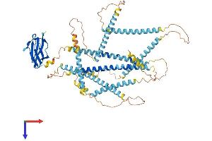 AlphaFold protein structure predicition of Human Recombinant NEXN Protein, UniprotID Q0ZGT2