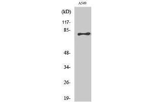 Western Blotting (WB) image for anti-Bromodomain Containing 3 (BRD3) (C-Term) antibody (ABIN3174058) (BRD3 anticorps  (C-Term))