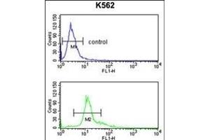 SERPINF1 Antibody (Center) (ABIN391483 and ABIN2841452) flow cytometry analysis of K562 cells (bottom histogram) compared to a negative control cell (top histogram). (PEDF anticorps  (AA 279-306))