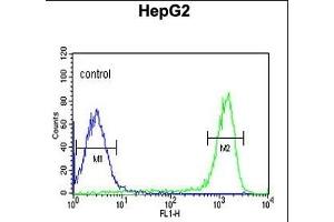 FH2 Antibody (C-term) (ABIN651343 and ABIN2840194) flow cytometric analysis of HepG2 cells (right histogram) compared to a negative control cell (left histogram).