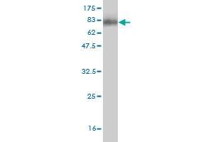 Western Blot detection against Immunogen (75.