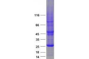 Validation with Western Blot (RhoF Protein (Myc-DYKDDDDK Tag))