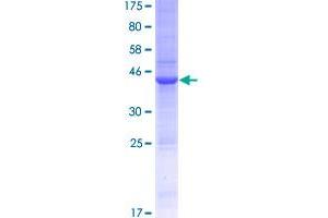 Image no. 1 for Interleukin 15 (IL15) (AA 1-162) protein (GST tag) (ABIN1307695)