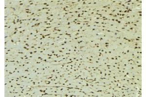 ABIN6277622 at 1/100 staining Mouse muscle tissue by IHC-P. (TLE1 anticorps  (Internal Region))
