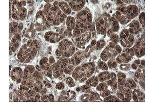 Image no. 2 for anti-OTU Domain, Ubiquitin Aldehyde Binding 1 (OTUB1) antibody (ABIN1499933)