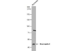 WB Image Rat tissue extract (50 μg) was separated by 7. (Neuregulin 1 anticorps)