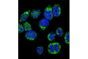 Confocal immunofluorescent analysis of CALM1 Antibody (C-term) (ABIN652489 and ABIN2842329) with Hela cell followed by Alexa Fluor® 488-conjugated goat anti-rabbit lgG (green). (Calmodulin 1 anticorps  (C-Term))
