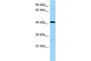 WB Suggested Anti-Poc1a Antibody Titration: 1. (POC1A anticorps  (C-Term))
