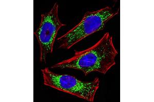 Fluorescent image of Hela cells stained with ETFA Antibody (Center) (ABIN6243648 and ABIN6577412).