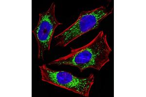 Fluorescent image of Hela cells stained with ETFA Antibody (Center) (ABIN6243648 and ABIN6577412). (ETFA anticorps  (AA 192-226))