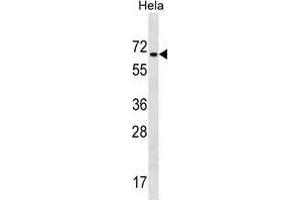 ZNF35 Antibody (Center) western blot analysis in Hela cell line lysates (35 µg/lane). (ZNF35 anticorps  (Middle Region))