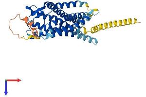 AlphaFold protein structure predicition of Human Recombinant AGTR2 Protein, UniprotID P50052