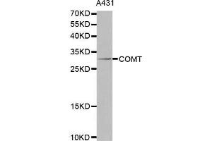 Western blot analysis of extracts of A431 cells lines, using COMT antibody. (COMT anticorps  (AA 42-221))