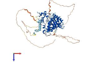 AlphaFold protein structure predicition of Mouse Recombinant Dyrk1b Protein, UniprotID Q9Z188