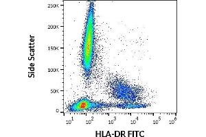 Flow cytometry surface staining pattern of human peripheral whole blood stained using anti-human HLA-DR (MEM-12) FITC antibody (20 μL reagent / 100 μL of peripheral whole blood).
